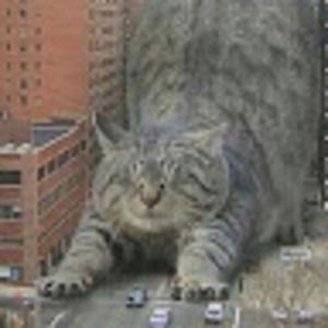 Meet your Posher, Stella